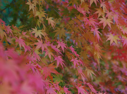 紅葉